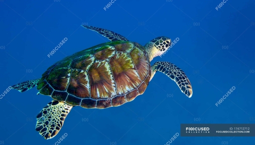 Черепаха Чорного моря в блакитна вода — підводний човен, Чорний - Stock  Photo | #174712712